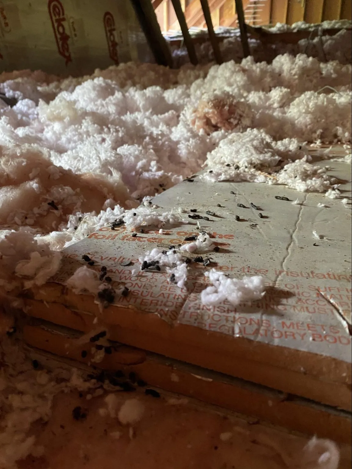Mold and moisture remediation in Florida attic